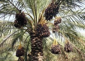 150 میلیارد تومان خسارت به نخلستان های کرمان وارد شد