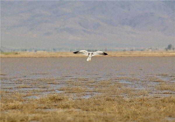 آشنایی با تالاب آق گل آشنایی با تالاب آق گل