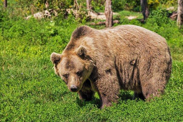 حمله خرس به چوپان 27 ساله ، نجات جان چوپان 21 ساله صاعقه زده