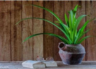 پاندانوس، از گیاه آپارتمانی مقاوم در ایران تا درختی پرکاربرد در استرالیا و هندوستان