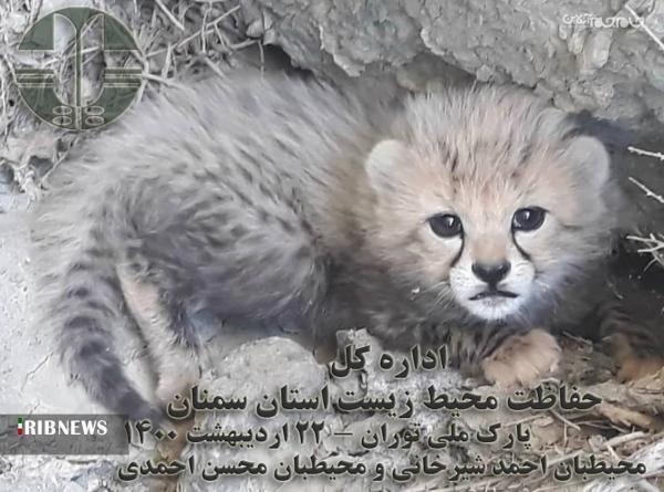 ثبت تصویر نوزادان نورس یوز در پارک ملی توران شاهرود