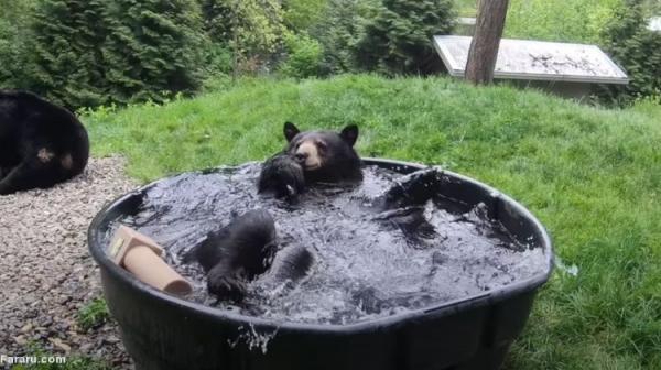 حمام کردن و آب بازی یک خرس