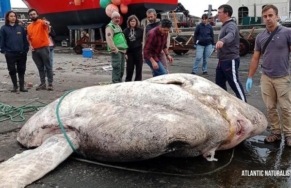 عکس ، کشف سنگین ترین ماهی استخوانی در تاریخ: یک خورشیدماهی با وزن 3 تن!