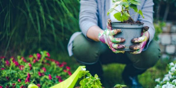 باغبانی، فعالیتی مفید و نشاط آور