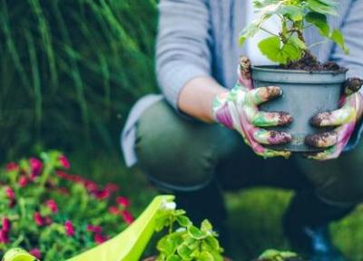 باغبانی، فعالیتی مفید و نشاط آور