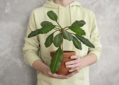 گیاهان آپارتمانی مفید برای سلامتی ؛ فواید گیاهان آپارتمانی که نمی دانستید!